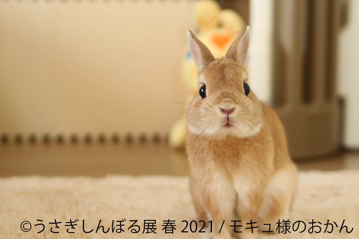 うさぎの合同写真展「うさぎしんぼる展」名古屋で、250点以上の癒やし作品＆限定グッズ販売｜写真3