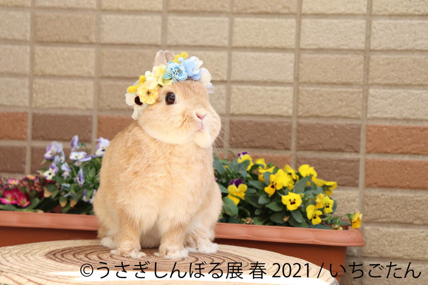 うさぎの合同写真展「うさぎしんぼる展」名古屋で、250点以上の癒やし作品＆限定グッズ販売｜写真12