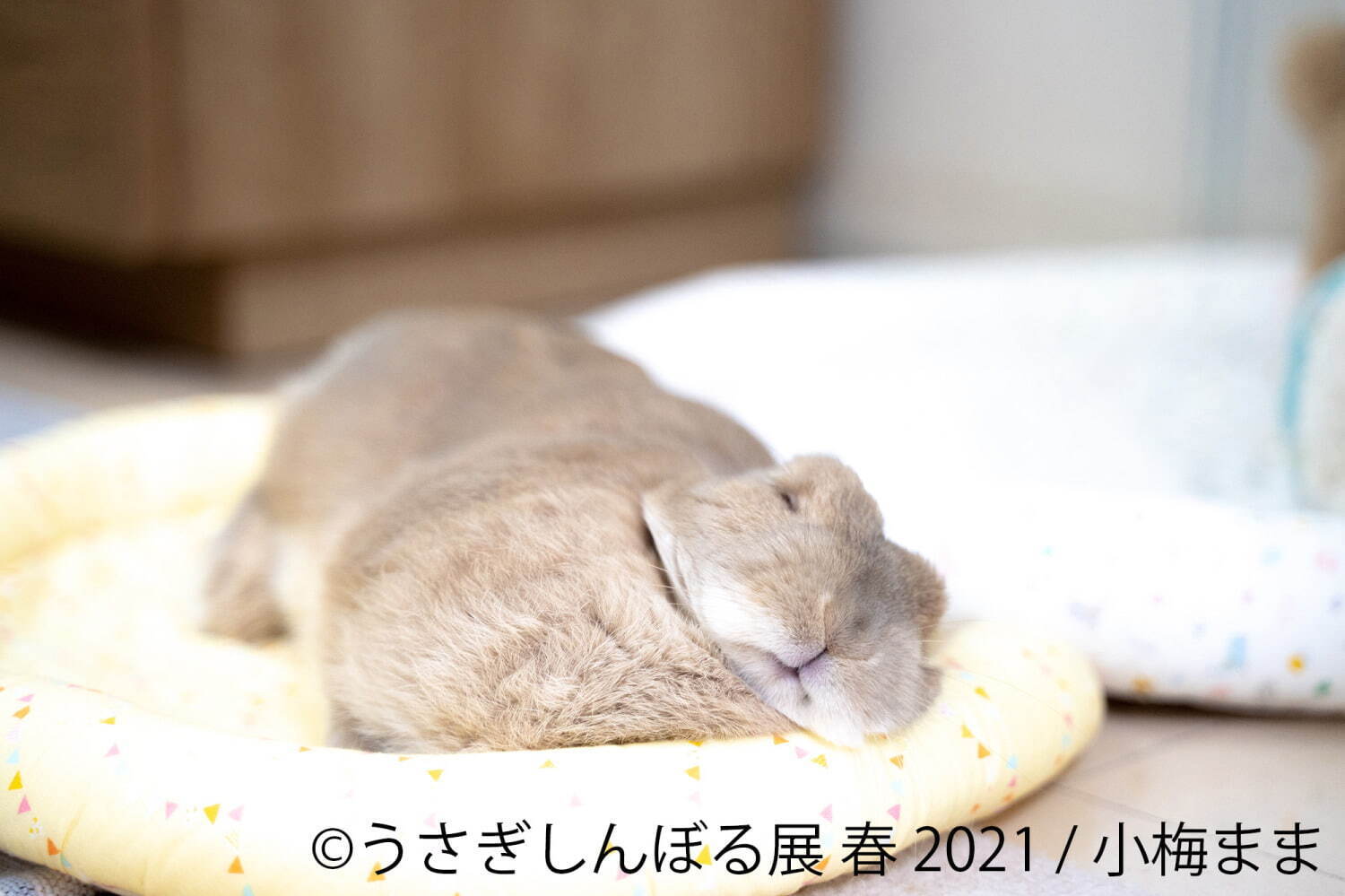 うさぎの合同写真展「うさぎしんぼる展」名古屋で、250点以上の癒やし作品＆限定グッズ販売｜写真5