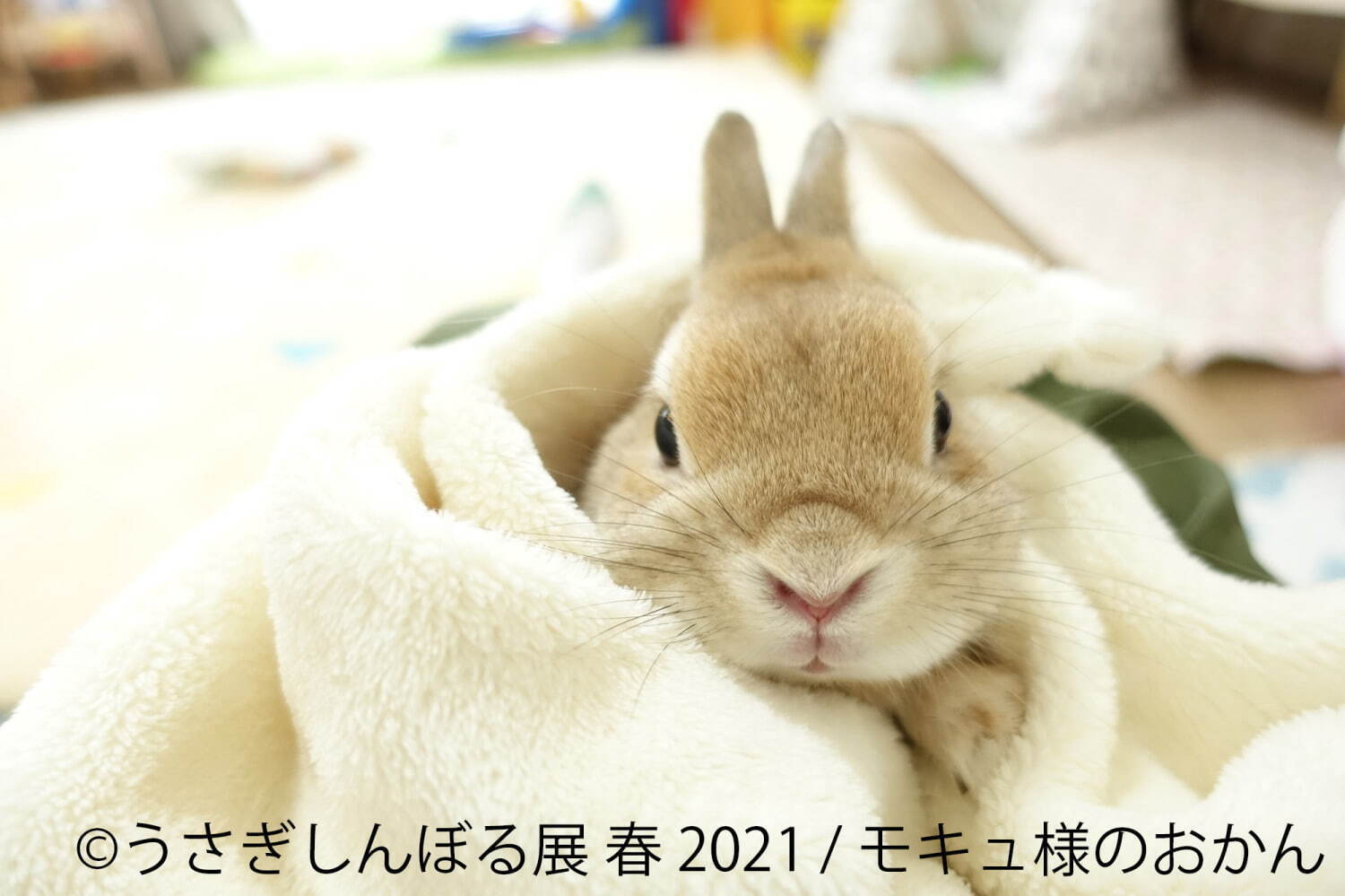 うさぎの合同写真展「うさぎしんぼる展」名古屋で、250点以上の癒やし作品＆限定グッズ販売｜写真2