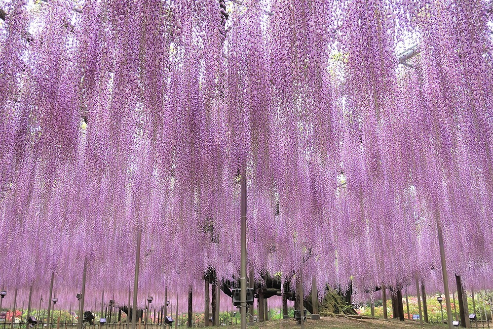 栃木・あしかがフラワーパーク「ふじのはな物語」大藤棚＆白藤のトンネルなど350本以上が一面に｜写真2