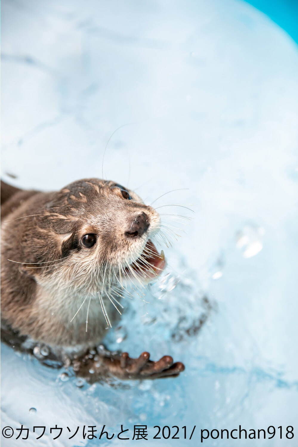 “カワウソ”の写真展「カワウソほんと展 2021」東京＆名古屋で、動画作品やグッズ販売も｜写真1