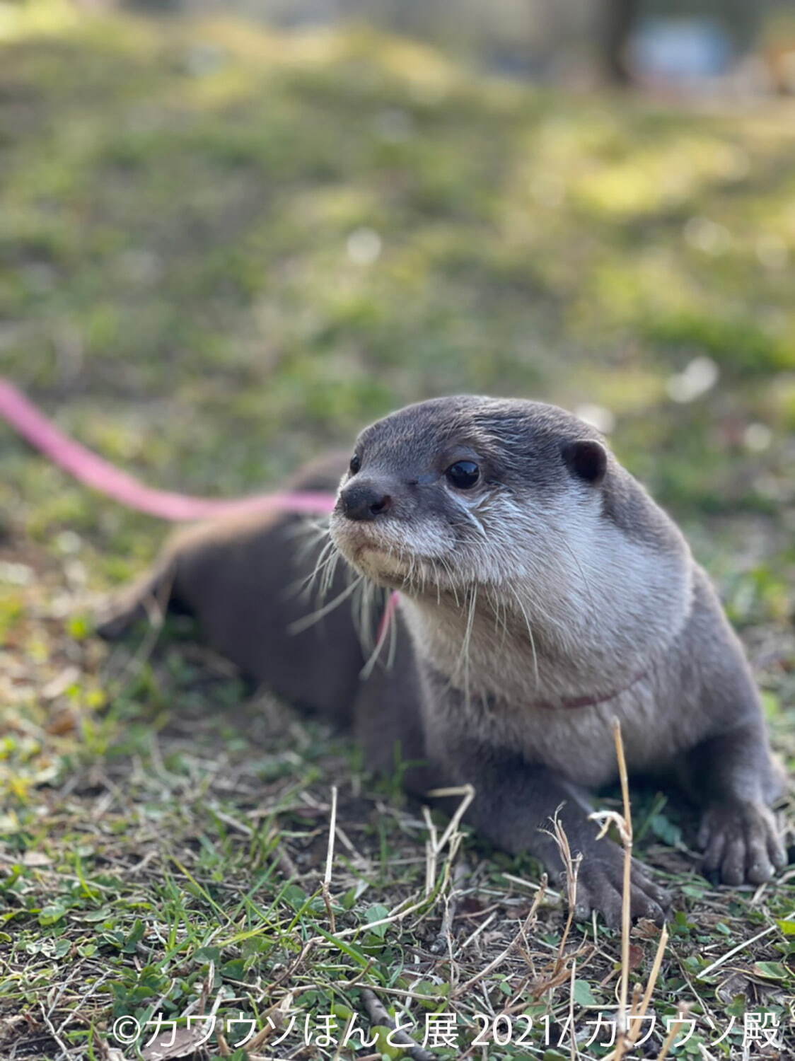 “カワウソ”の写真展「カワウソほんと展 2021」東京＆名古屋で、動画作品やグッズ販売も｜写真9