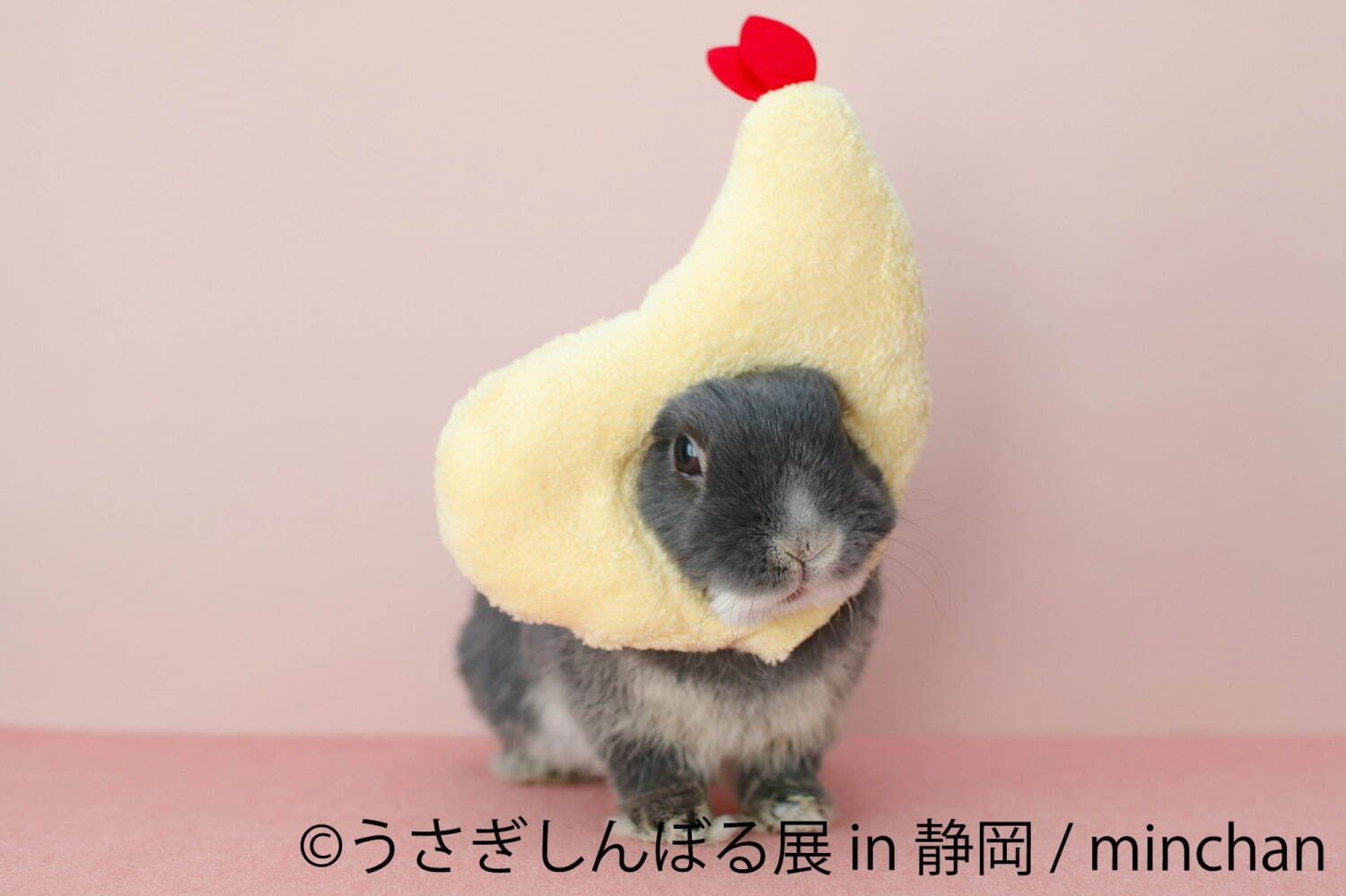 写真展＆物販展「うさぎしんぼる展＆ねこ休み展」静岡パルコで、“うさぎ界の神＆スター猫”による癒し空間｜写真4