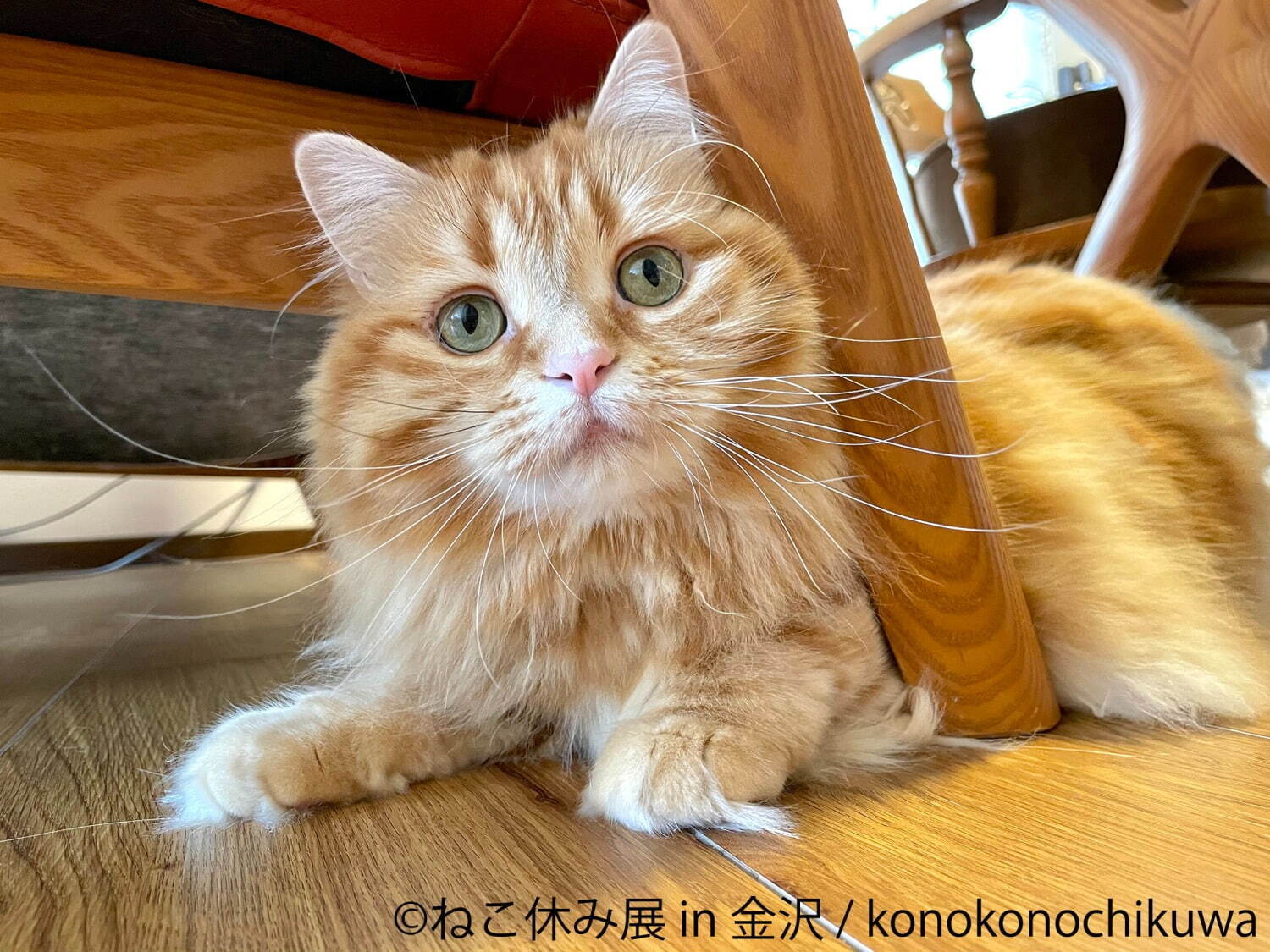 猫の合同写真展＆物販展「ねこ休み展」金沢21世紀美術館で、人気“スター猫”作品や猫グッズなど大集結｜写真2