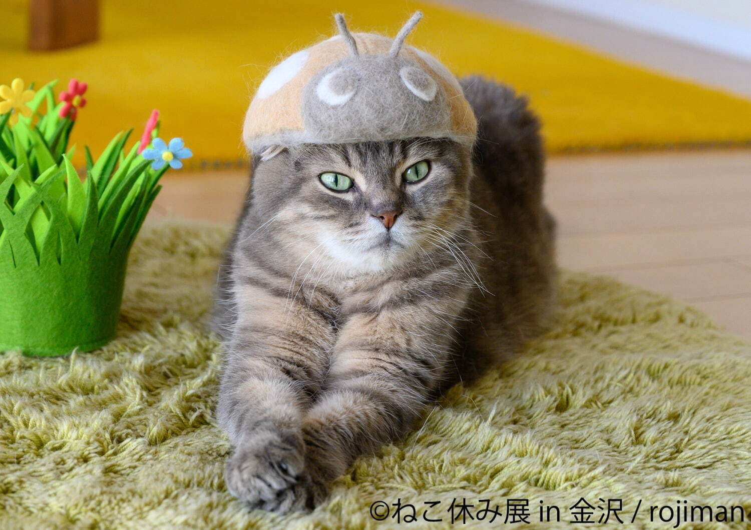 猫の合同写真展＆物販展「ねこ休み展」金沢21世紀美術館で、人気“スター猫”作品や猫グッズなど大集結｜写真7