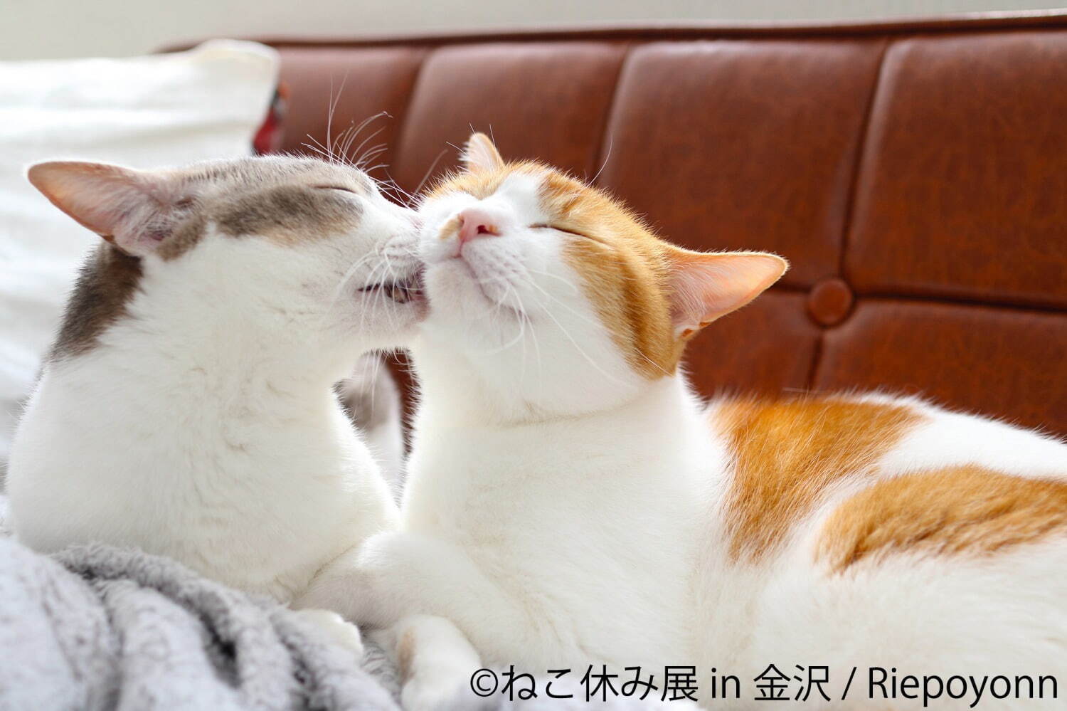 猫の合同写真展＆物販展「ねこ休み展」金沢21世紀美術館で、人気“スター猫”作品や猫グッズなど大集結｜写真6