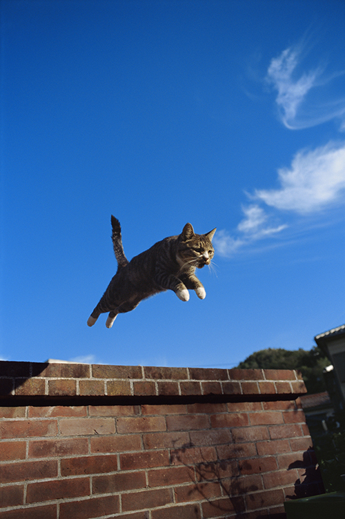 岩合光昭写真展が日本全国で開催 - 夏のねこ祭り｜写真3