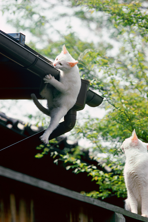 岩合光昭の写真展「ネコライオン」を名古屋で開催 - 人間と暮らすネコと野生の王様ライオンに注目｜写真8