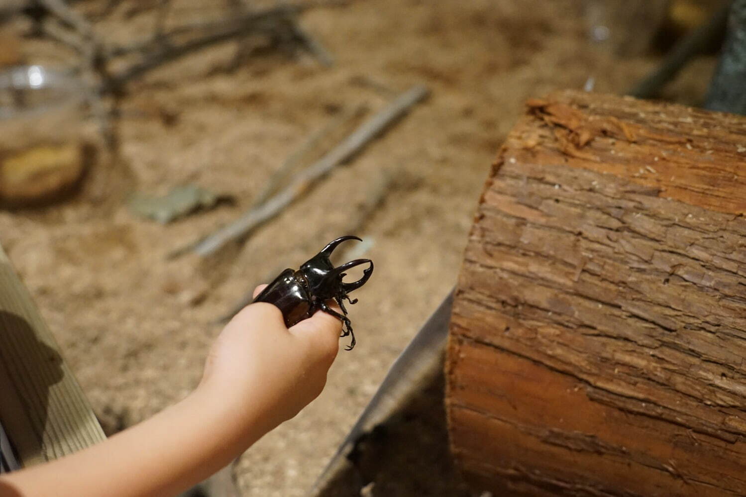 「世界一美しい昆虫展2021」ハウステンボス美術館で、1千匹の“モルフォ蝶”で埋め尽くす幻想空間｜写真4