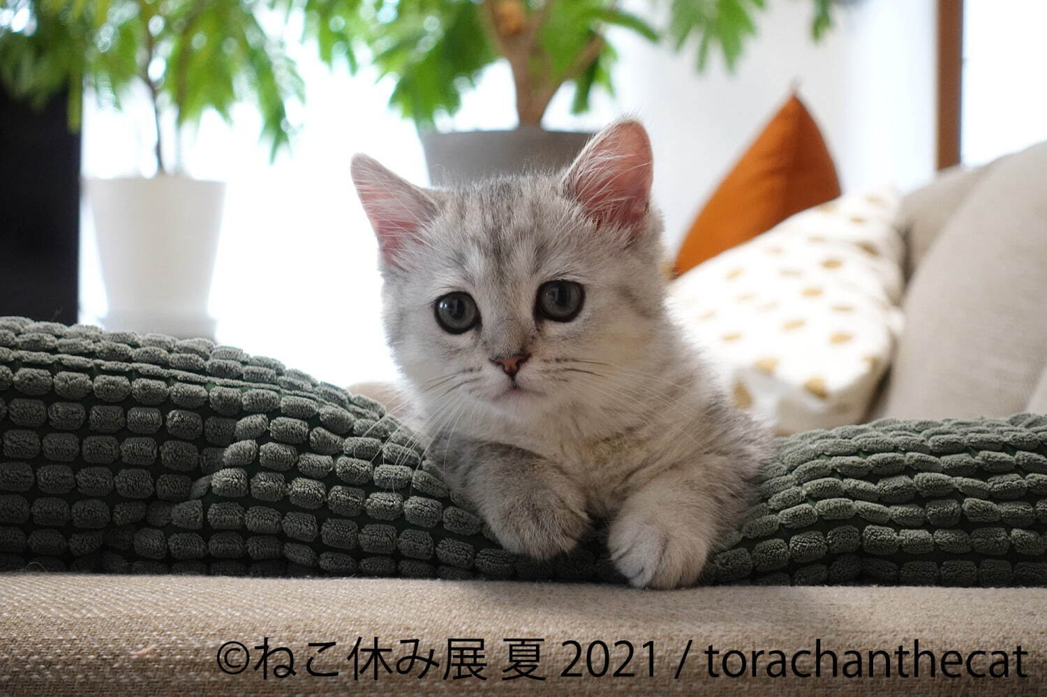 “過去最大規模”癒し猫の写真展「ねこ休み展 夏 2021」東京・浅草で、スター猫の新作＆限定グッズ｜写真1