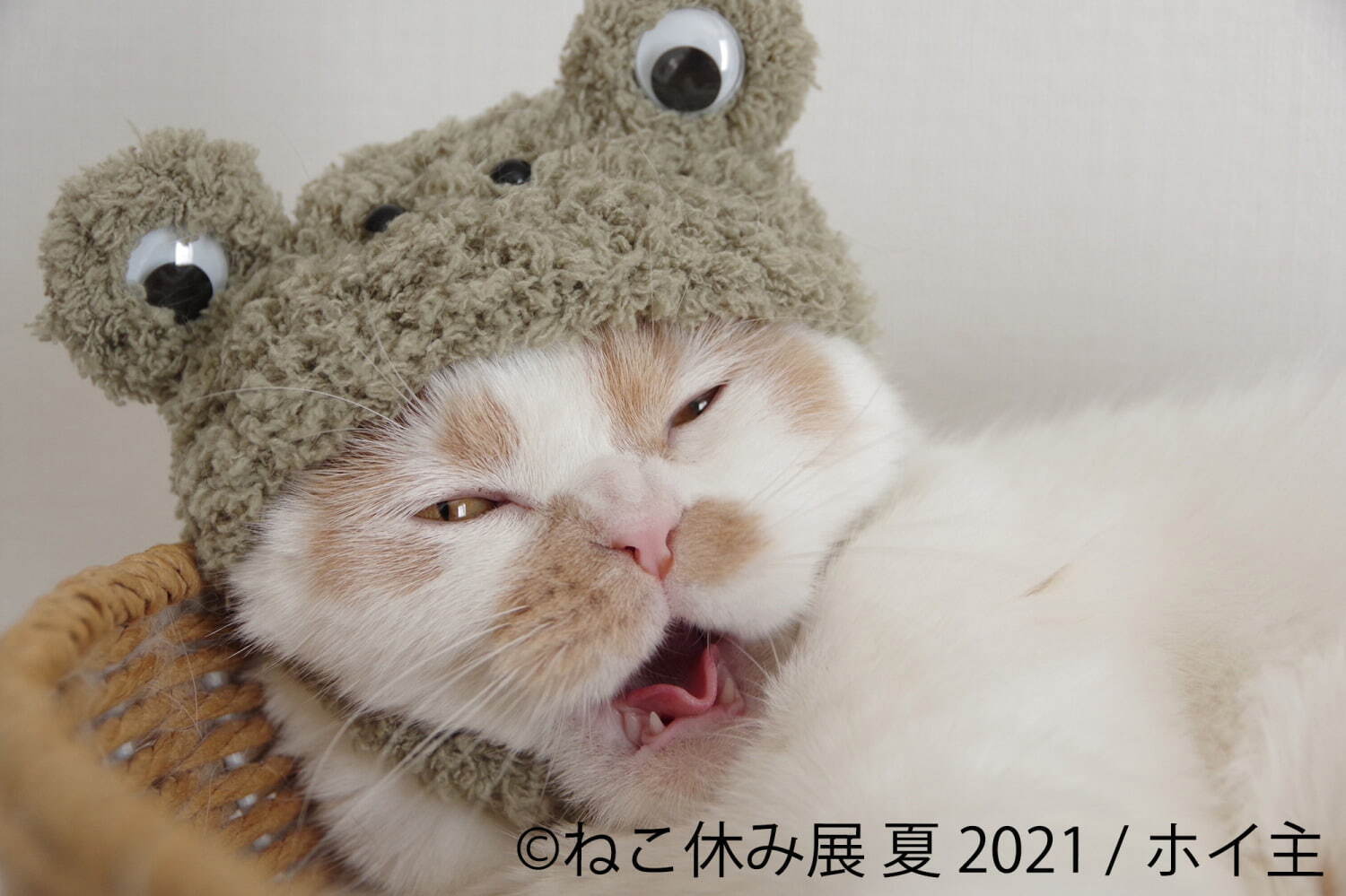 “過去最大規模”癒し猫の写真展「ねこ休み展 夏 2021」東京・浅草で、スター猫の新作＆限定グッズ｜写真4