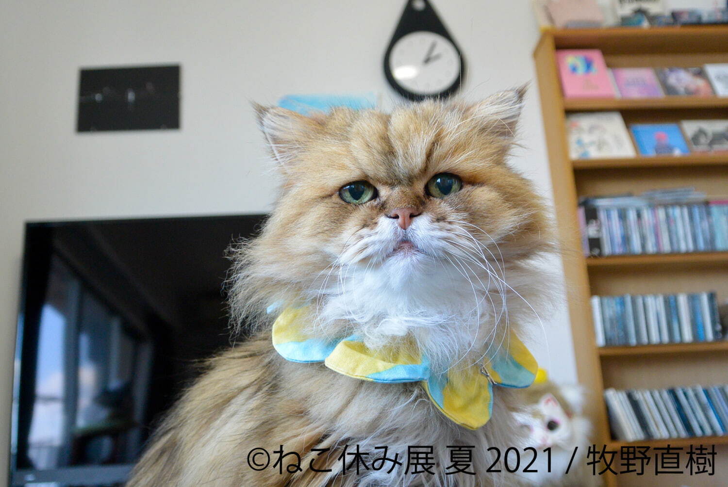 “過去最大規模”癒し猫の写真展「ねこ休み展 夏 2021」東京・浅草で、スター猫の新作＆限定グッズ｜写真6