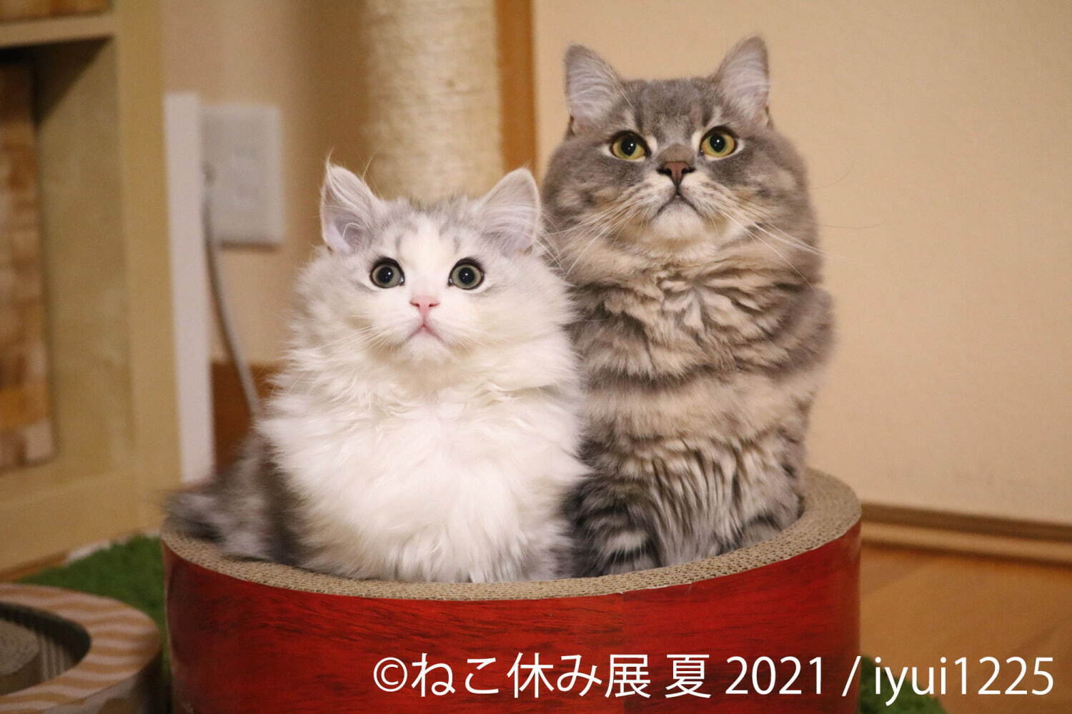 “過去最大規模”癒し猫の写真展「ねこ休み展 夏 2021」東京・浅草で、スター猫の新作＆限定グッズ｜写真7