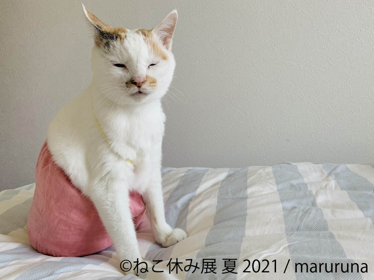 “過去最大規模”癒し猫の写真展「ねこ休み展 夏 2021」東京・浅草で、スター猫の新作＆限定グッズ｜写真9