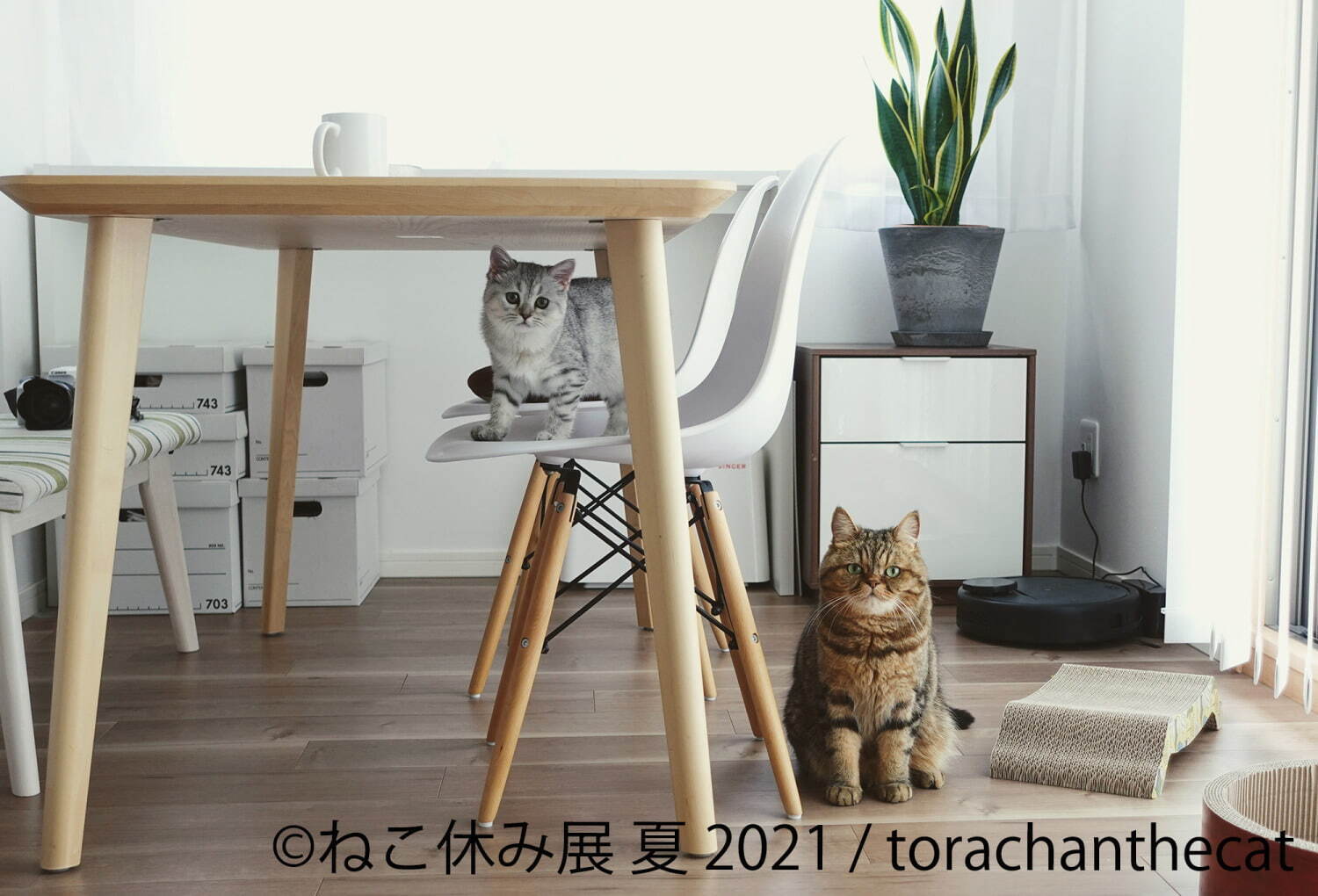 “過去最大規模”癒し猫の写真展「ねこ休み展 夏 2021」東京・浅草で、スター猫の新作＆限定グッズ｜写真11