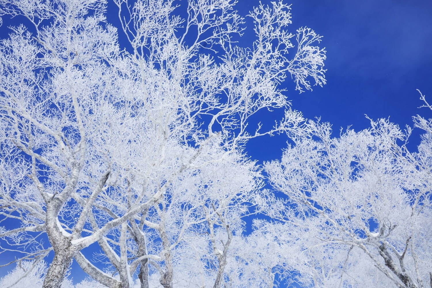 北海道・星野リゾート トマム「霧氷テラス」真っ白な雪山に広がる“霧氷”の冬景色、夜のライトアップも｜写真2