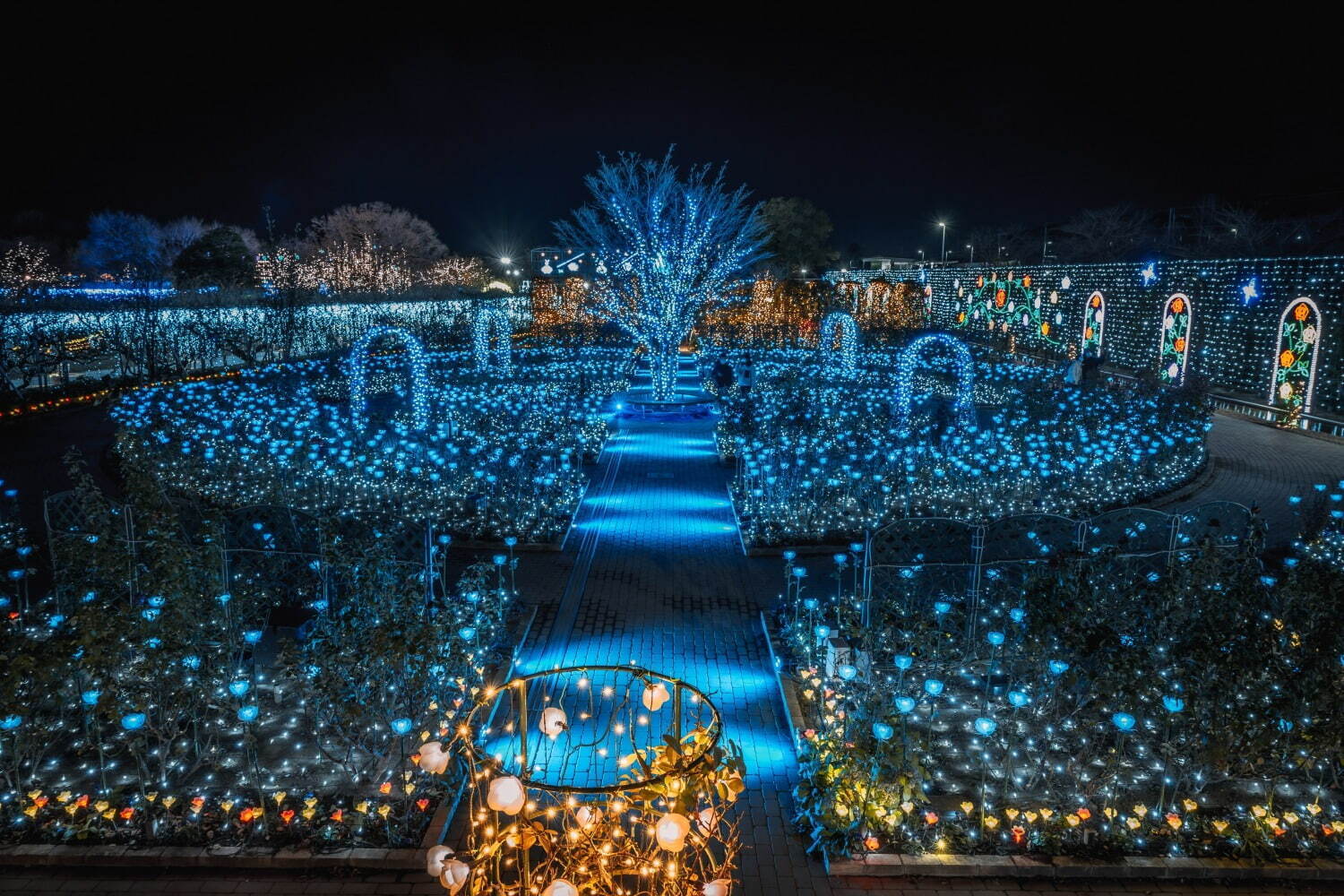 あしかがフラワーパーク“花と光”のイルミネーションイベント、咲き始めから舞い散るまで花の一生を表現｜写真3