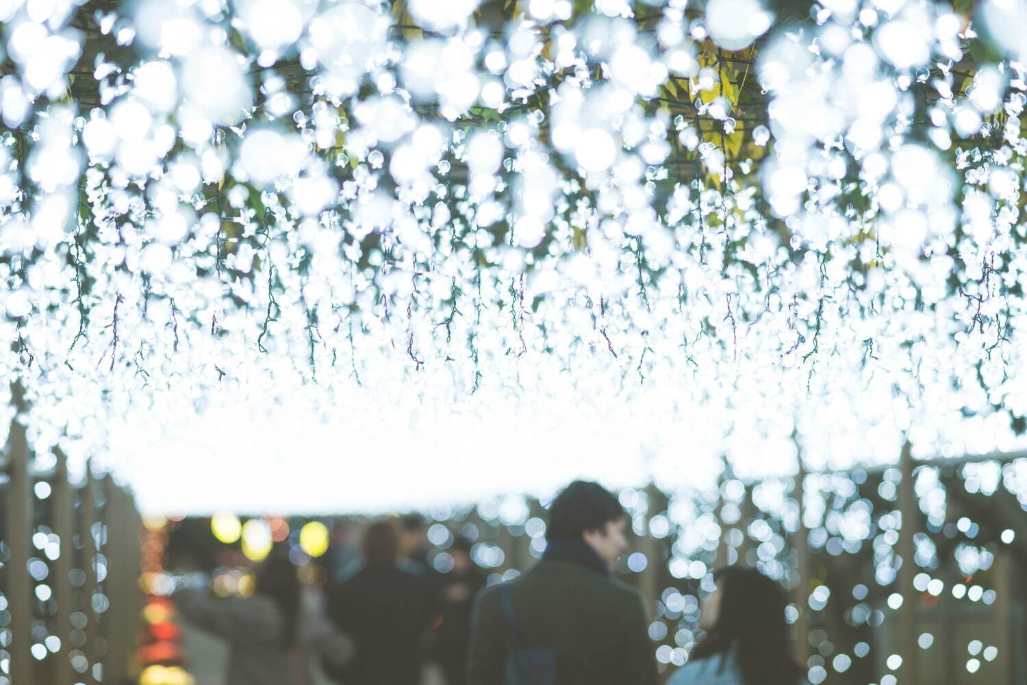 あしかがフラワーパーク“花と光”のイルミネーションイベント、咲き始めから舞い散るまで花の一生を表現｜写真7