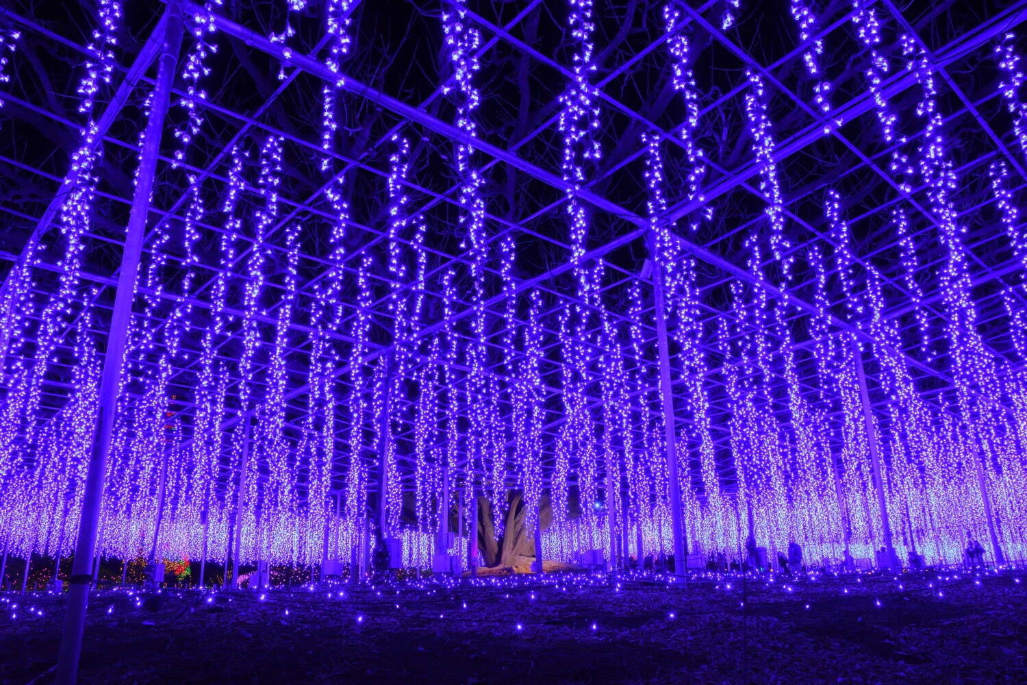 あしかがフラワーパーク“花と光”のイルミネーションイベント、咲き始めから舞い散るまで花の一生を表現｜写真15