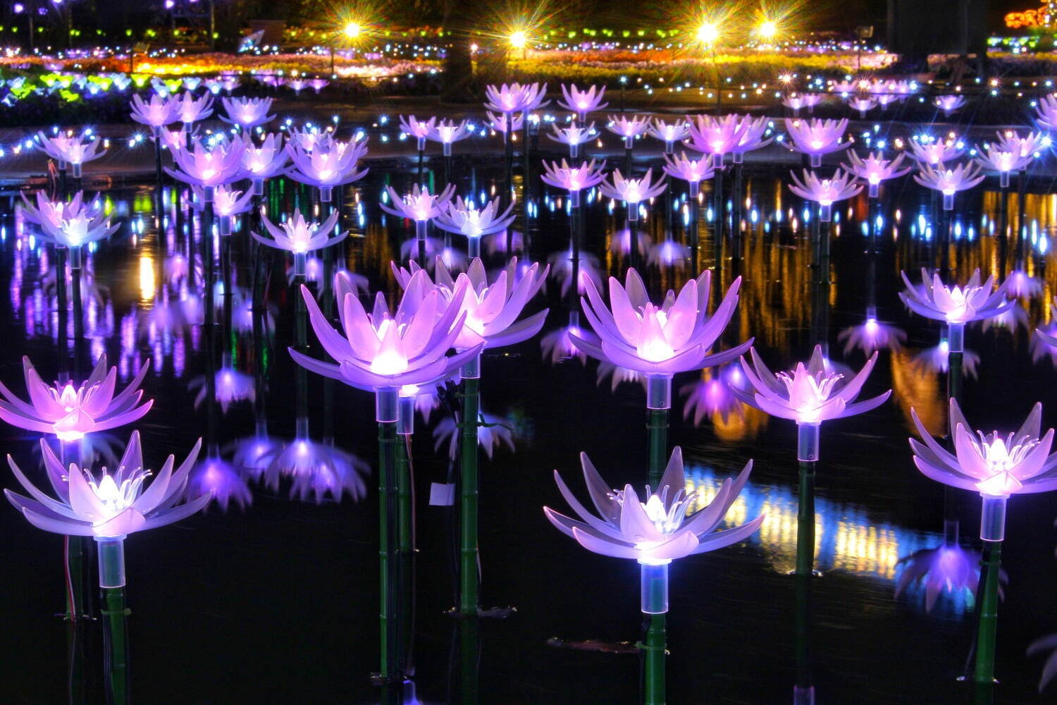 あしかがフラワーパーク“花と光”のイルミネーションイベント、咲き始めから舞い散るまで花の一生を表現｜写真4