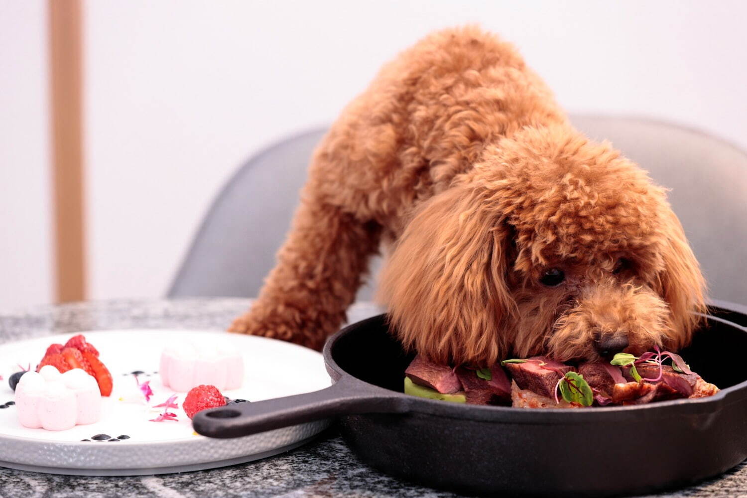 ヒルトン名古屋の豪華「犬用コースメニュー」前菜・メイン・デザートを8,000円で提供｜写真9