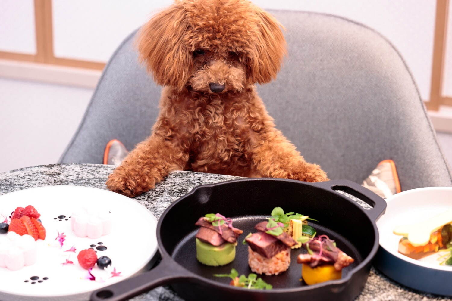 ヒルトン名古屋の豪華「犬用コースメニュー」前菜・メイン・デザートを8,000円で提供｜写真1