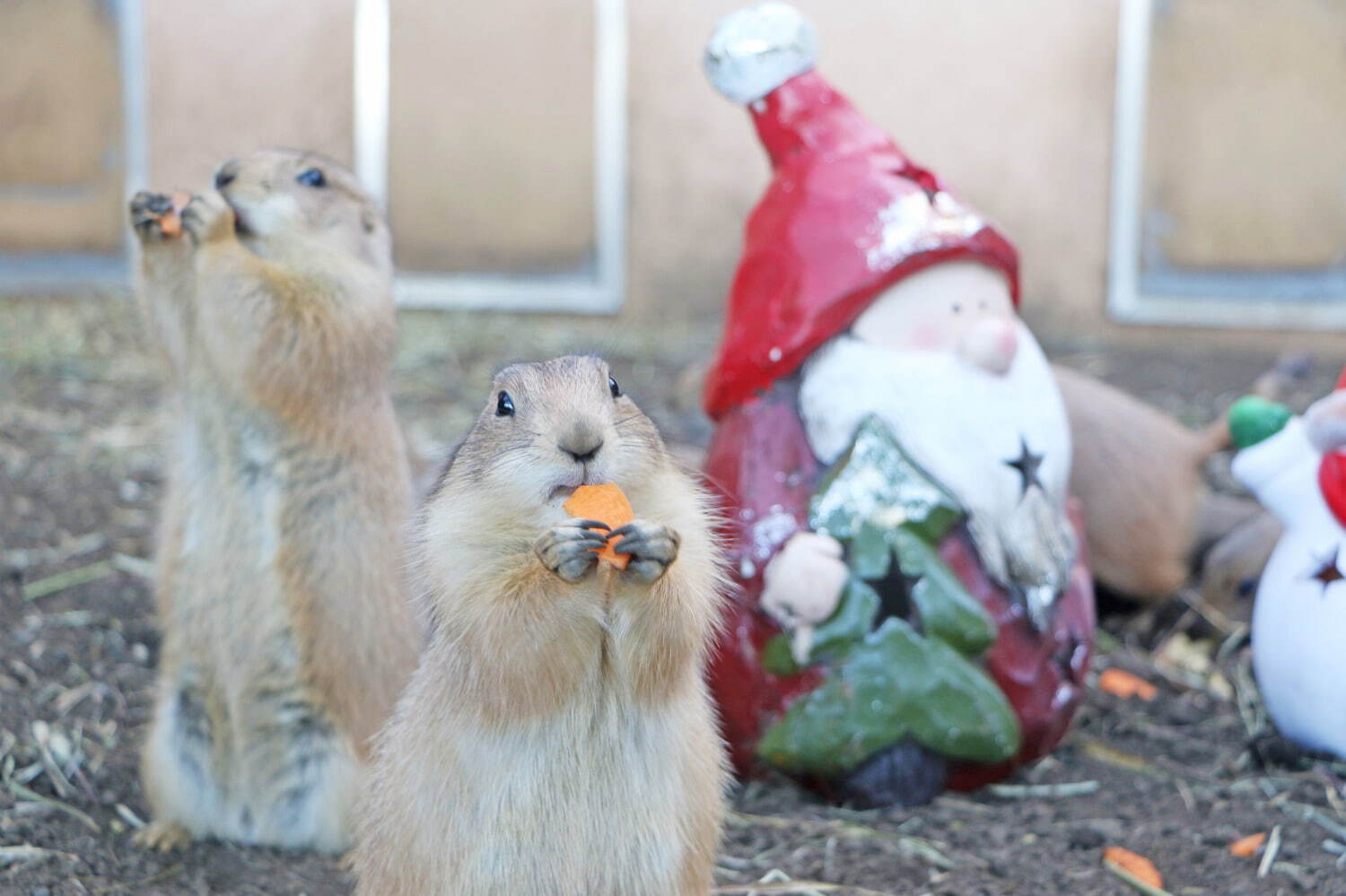 横浜・八景島シーパラダイスのクリスマス、幻想的な限定イルカショーやペンギンパレードなど｜写真2