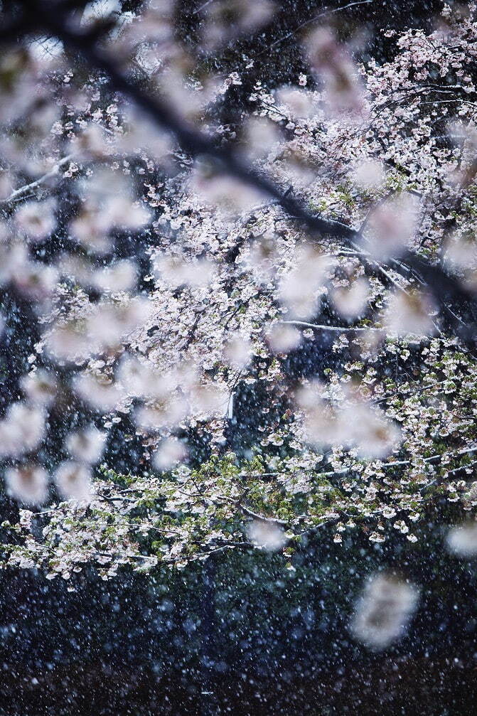 富山県美術館「蜷川実花展」鮮やかな花を捉えた代表作など