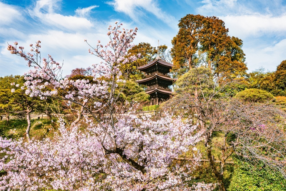 ホテル椿山荘東京で桜の庭園演出「夜桜雲海」夜はライトアップで幻想的な夜桜鑑賞｜写真1