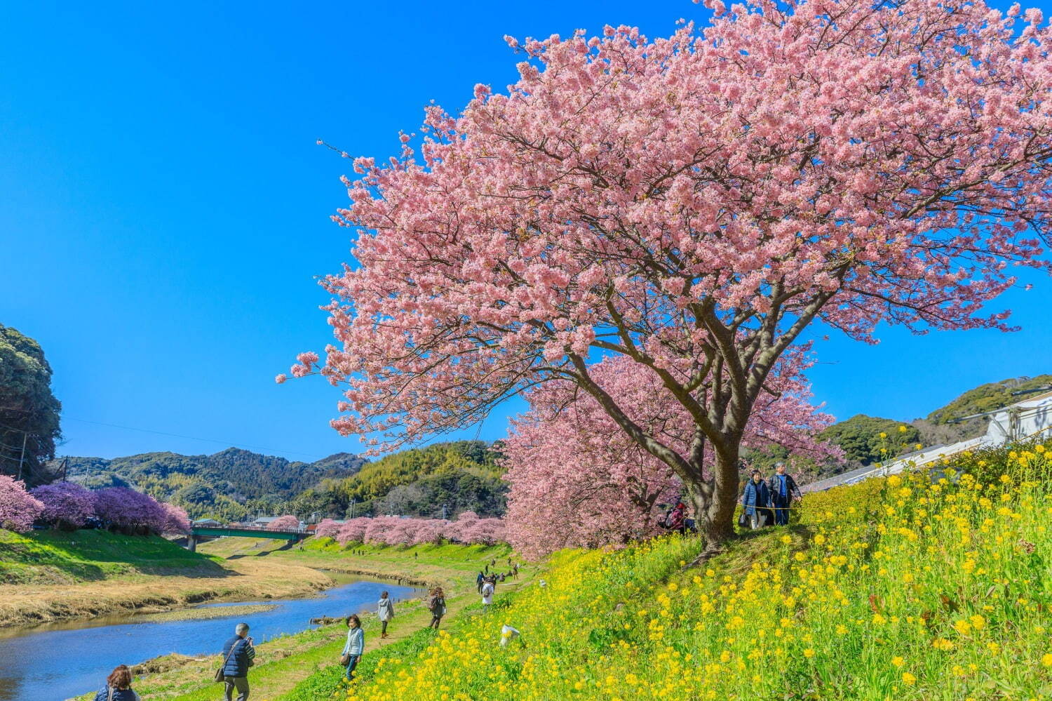 南伊豆町・下賀茂温泉「みなみの桜と菜の花まつり」