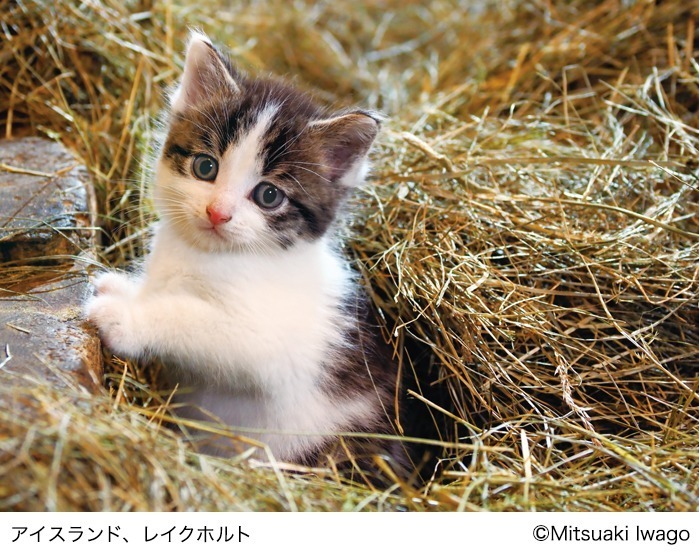 岩合光昭写真展 「こねこ」日本橋三越本店で、世界各地の子猫やトラの写真約150点を展示｜写真1