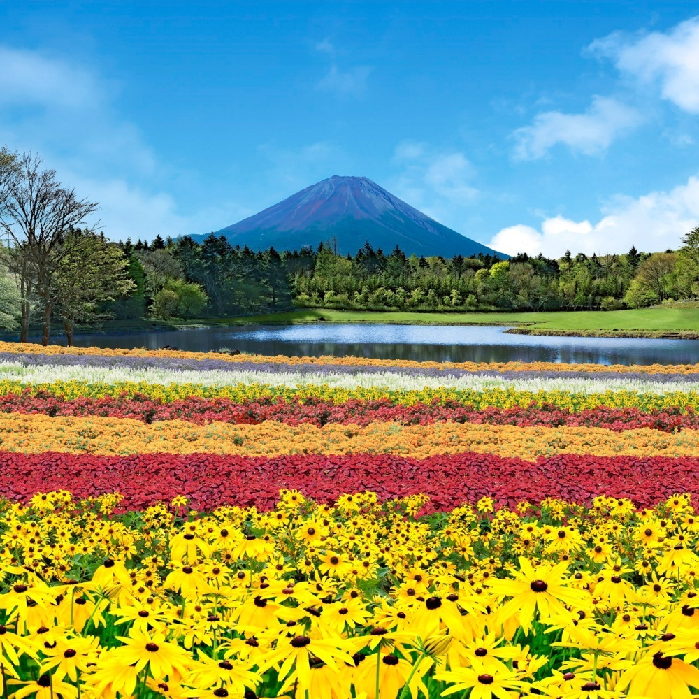 「2022富士芝桜まつり」 “富士山×芝桜”が織りなす春の絶景、富士河口湖に約50万株が咲き誇る｜写真5