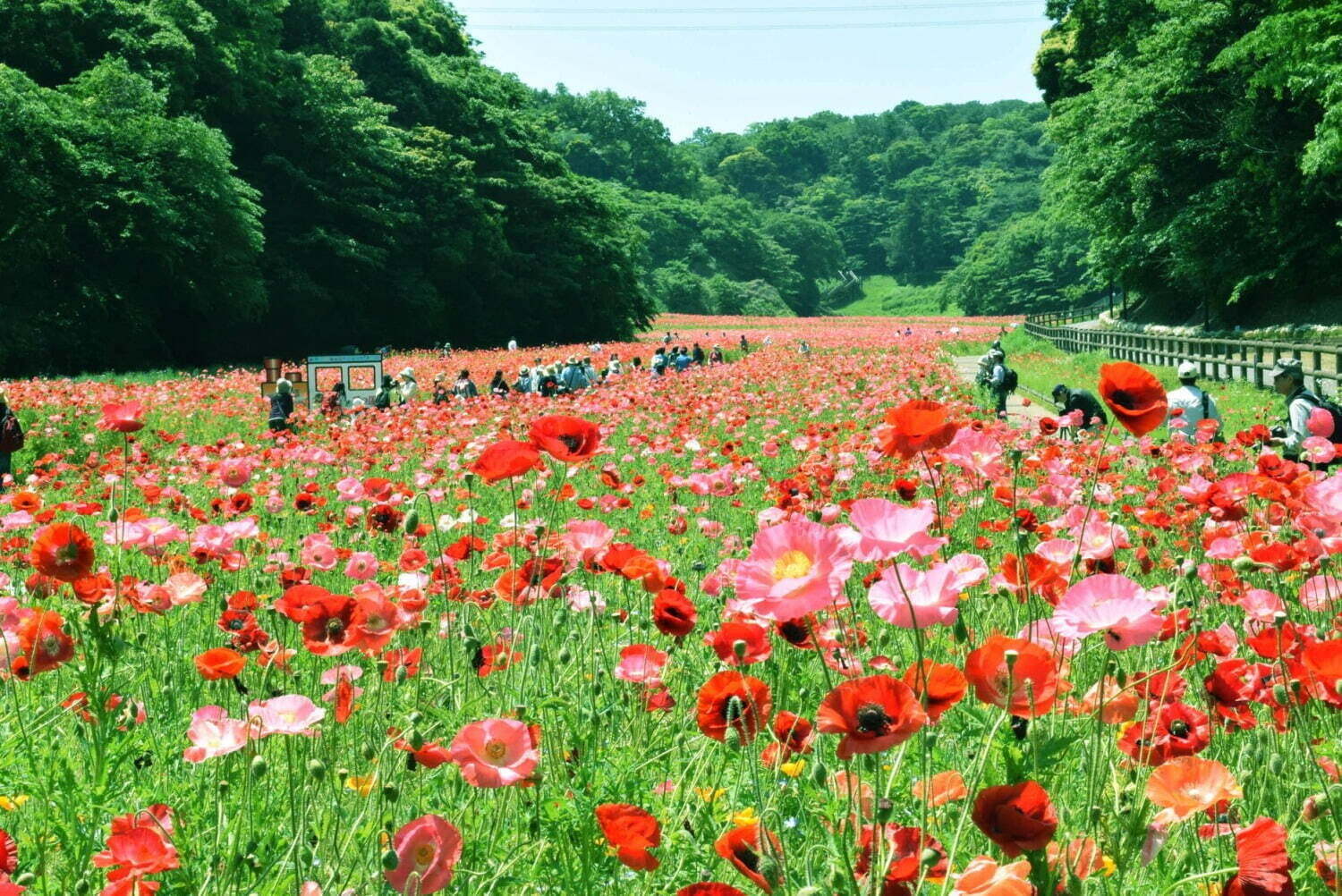 「全国のお花見イベント2022」“バラやネモフィラ”を愛でるフラワーガーデンなどおすすめ人気スポット｜写真23