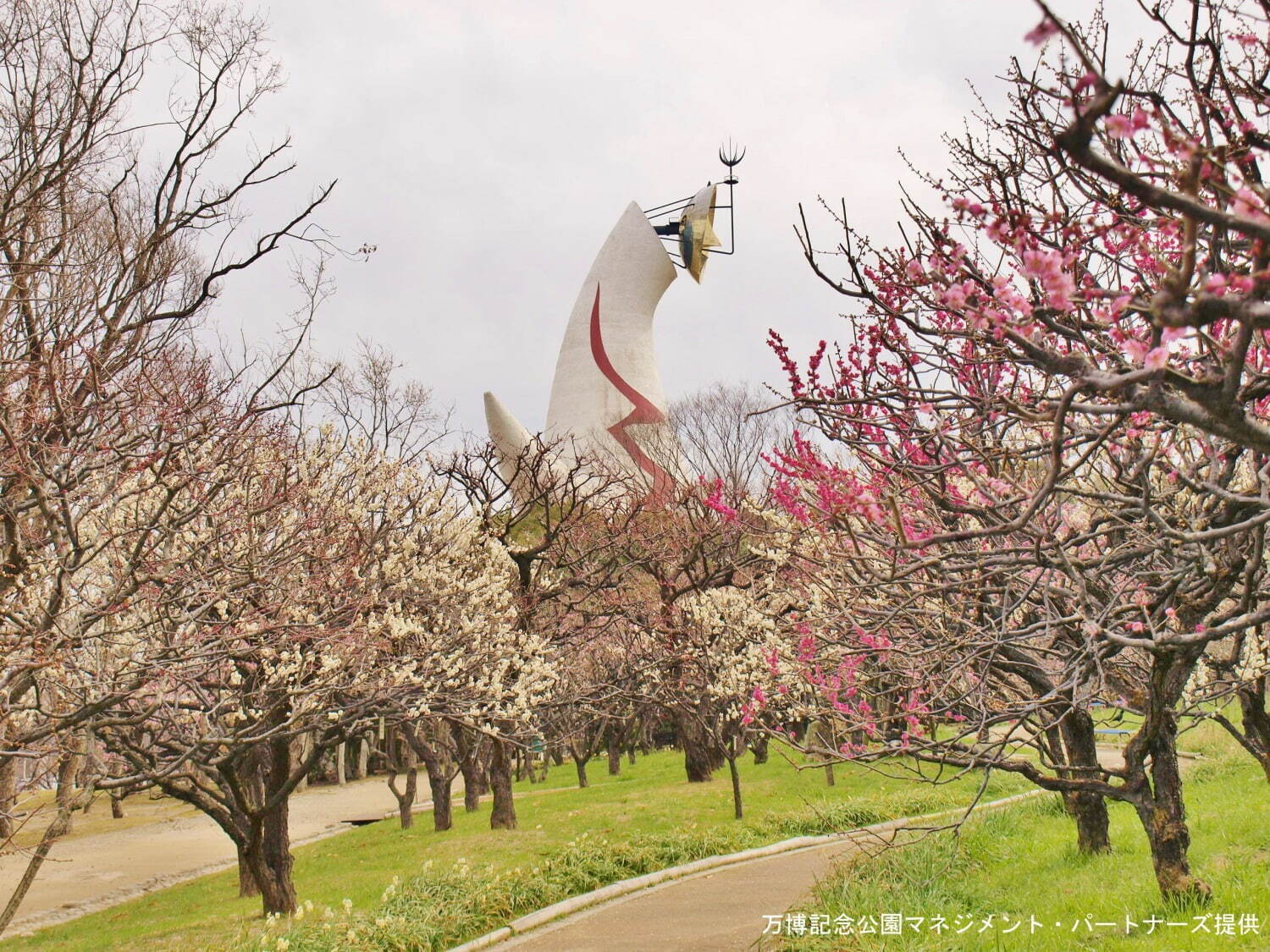 大阪「万博記念公園 梅まつり」おいしい梅スイーツ＆梅ドリンク、チョーヤ梅酒飲み比べセットも｜写真8