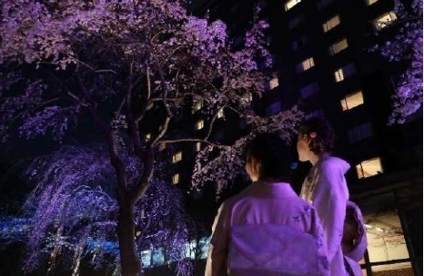 夜桜シアター ピーターラビット グランドプリンスホテル高輪｜写真4