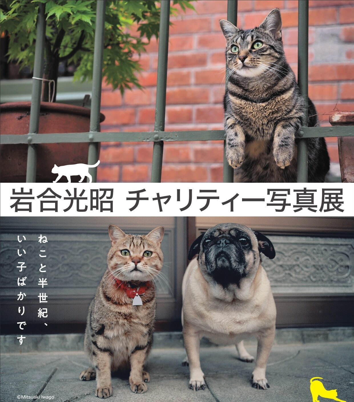 岩合光昭の写真展、阪急うめだ本店で - 世界各地の“ねこ”写真など作品約120点が集結｜写真4