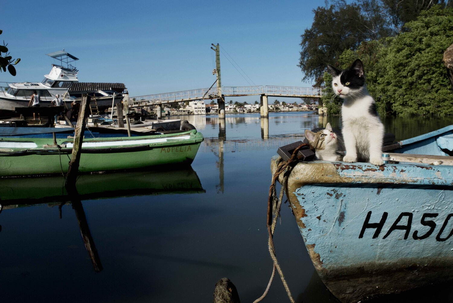 岩合光昭の写真展、阪急うめだ本店で - 世界各地の“ねこ”写真など作品約120点が集結｜写真1