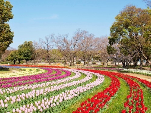 「チューリップフェスタ＆ポピーフェア」大阪・万博記念公園で春のフラワーイベント｜写真4