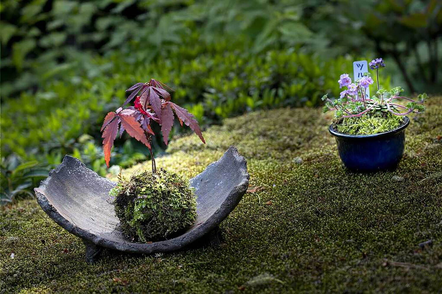 「第四十三回 上野東照宮 春のぼたん祭」希少品種含む、110種500株以上のボタンが苑内を彩る｜写真10