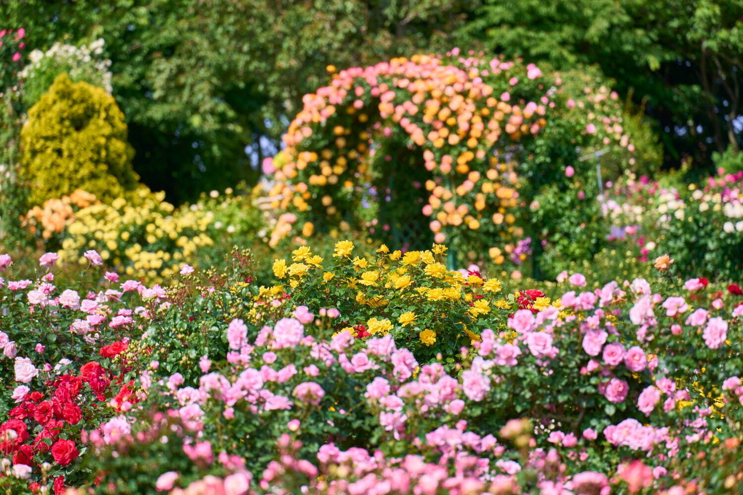 1万株の薔薇が咲き誇る「京成バラ園」春イベント、“バラの香り”を楽しむメリーゴーランド誕生｜写真1