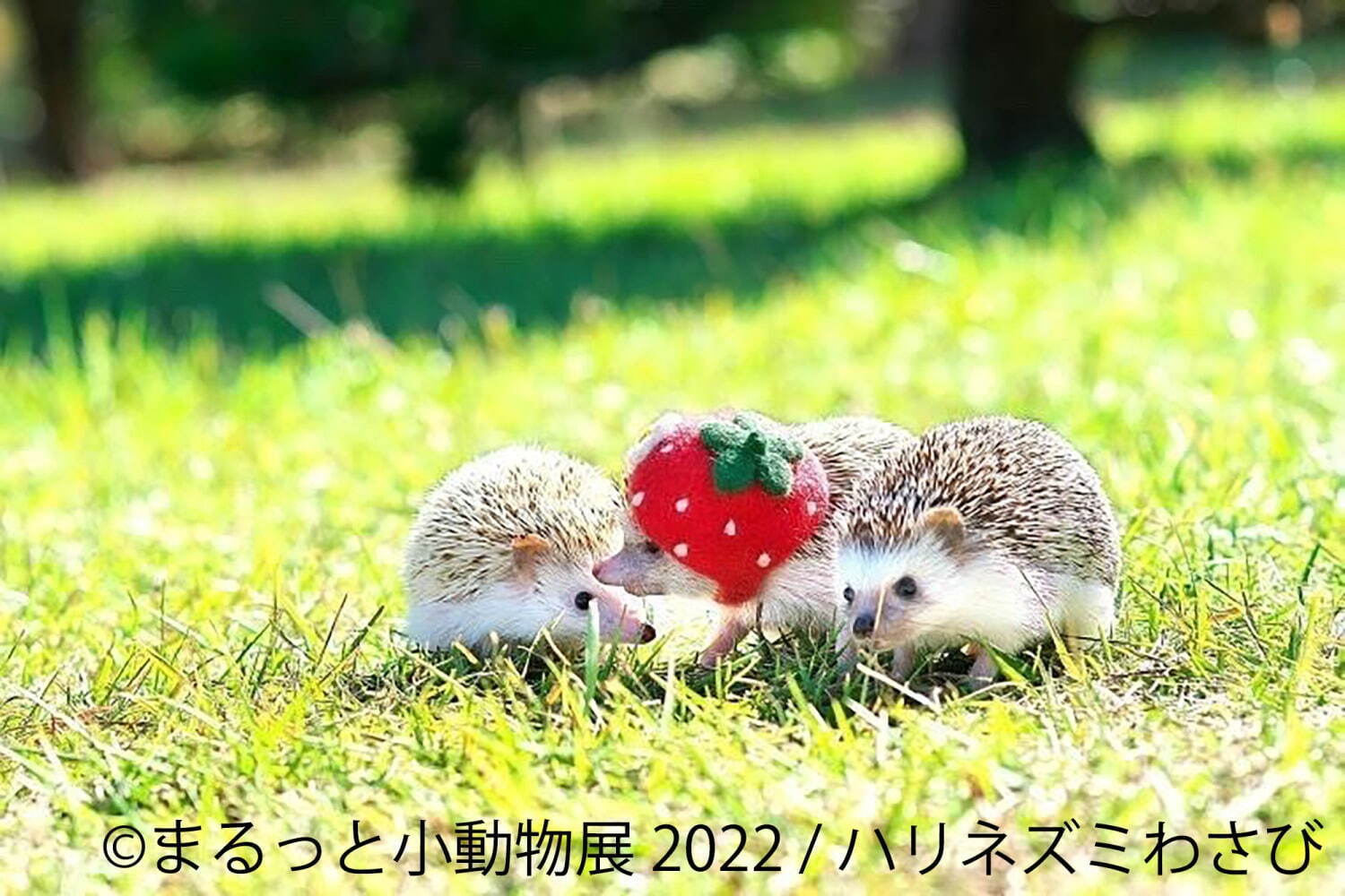 「まるっと小動物展 2022」名古屋＆東京で、ハムスターやリスなど小動物たちの写真展＆グッズ販売｜写真9