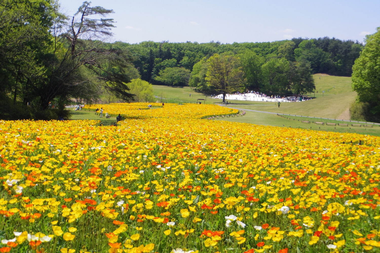 埼玉・国営武蔵丘陵森林公園、ビタミンカラーの「アイスランドポピー」が約70万本咲く花畑｜写真3