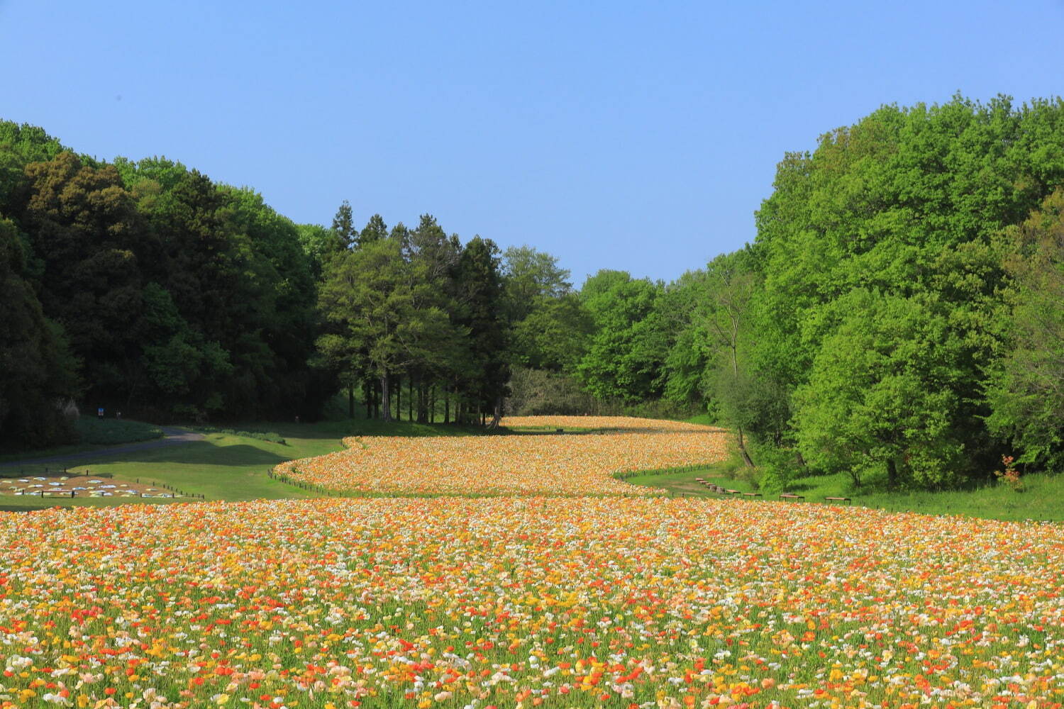 埼玉・国営武蔵丘陵森林公園、ビタミンカラーの「アイスランドポピー」が約70万本咲く花畑｜写真4