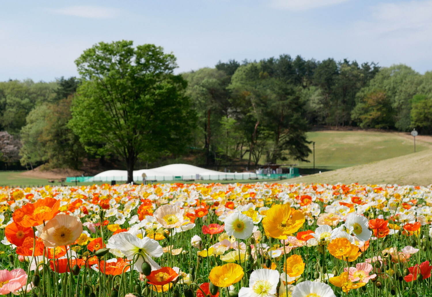 埼玉・国営武蔵丘陵森林公園、ビタミンカラーの「アイスランドポピー」が約70万本咲く花畑｜写真6