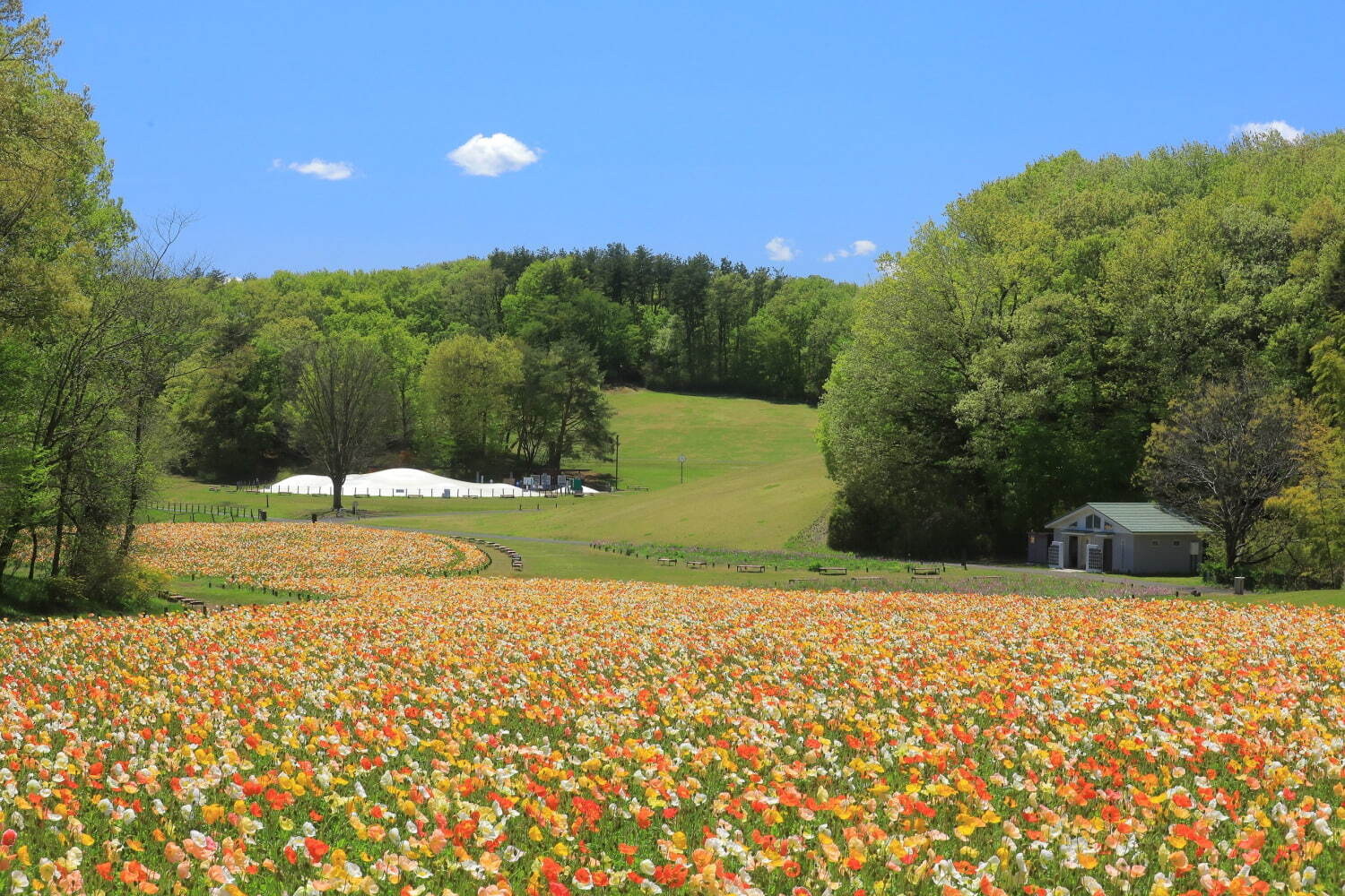 埼玉・国営武蔵丘陵森林公園、ビタミンカラーの「アイスランドポピー」が約70万本咲く花畑｜写真5