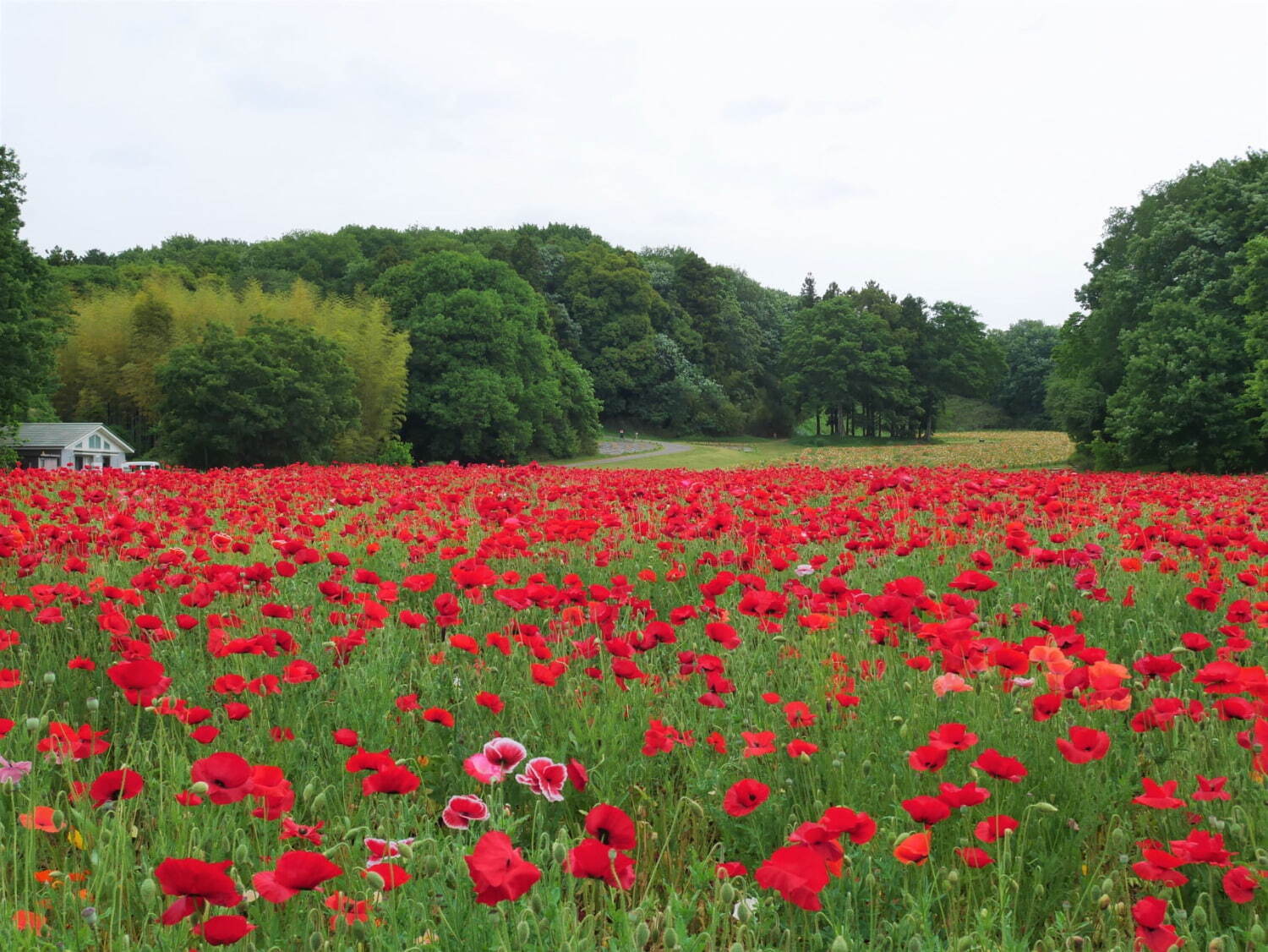 埼玉・国営武蔵丘陵森林公園、ビタミンカラーの「アイスランドポピー」が約70万本咲く花畑｜写真7