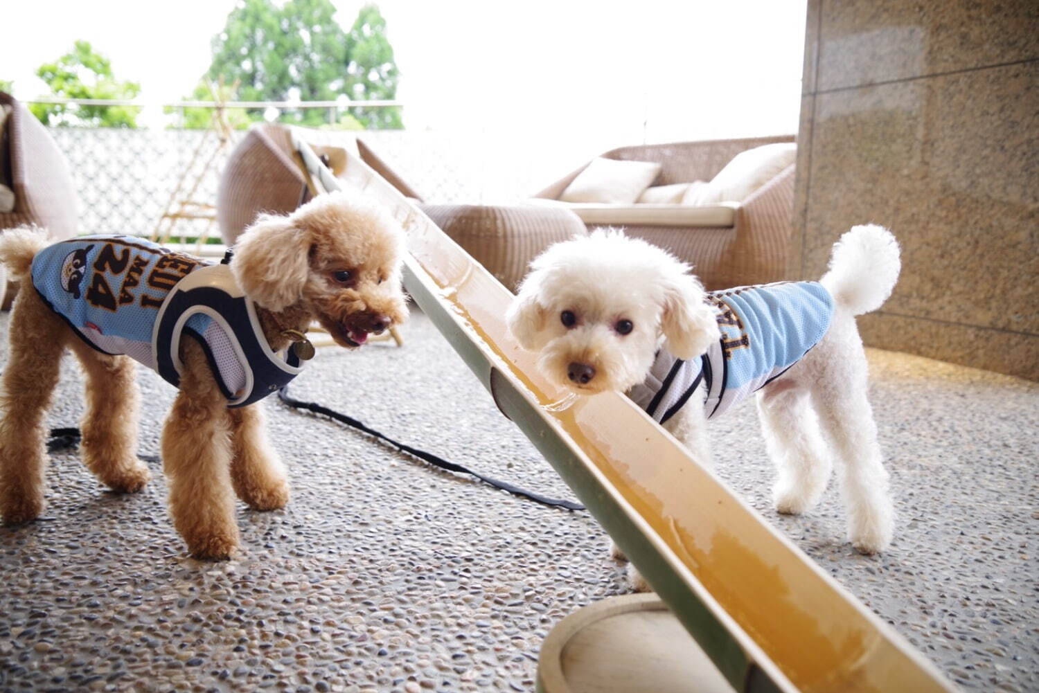 「愛犬流しそうめん」“愛犬用”高級素麺＆鶏ささみを流し台で、兵庫・有馬グランドホテルで開催｜写真4