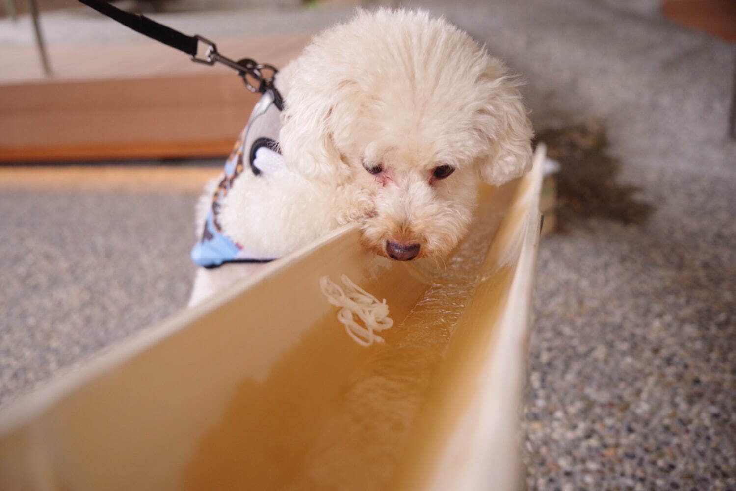 「愛犬流しそうめん」“愛犬用”高級素麺＆鶏ささみを流し台で、兵庫・有馬グランドホテルで開催｜写真5