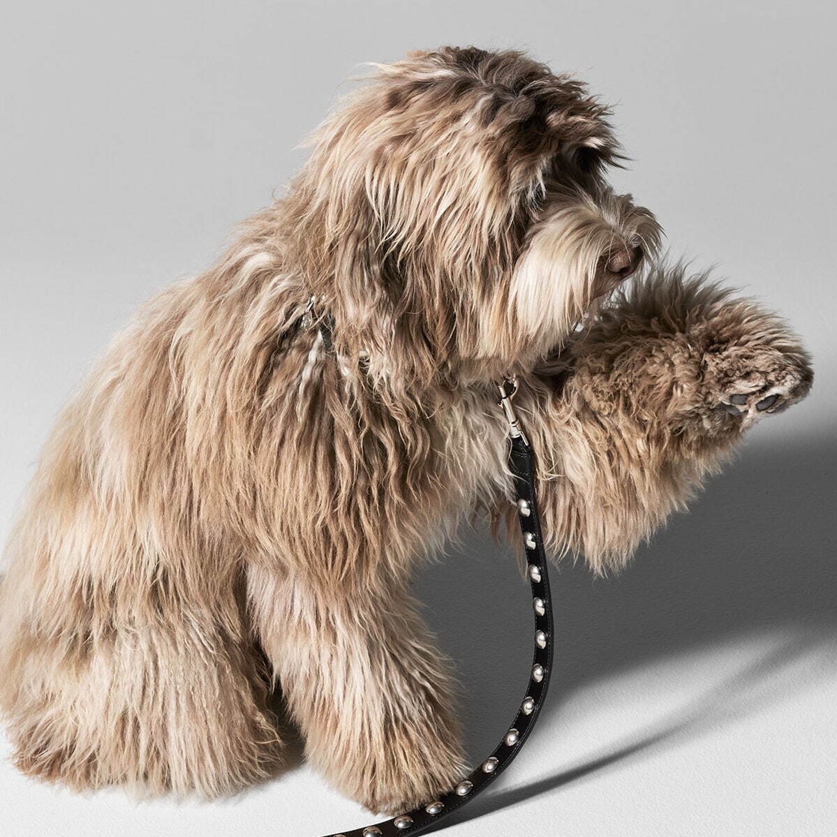 セリーヌ(CELINE) DOG｜写真21